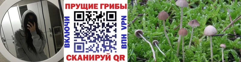 это Telegram Артёмовский Галлюциногенные грибы Magic Shrooms